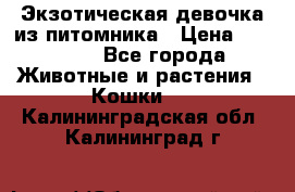 Экзотическая девочка из питомника › Цена ­ 25 000 - Все города Животные и растения » Кошки   . Калининградская обл.,Калининград г.